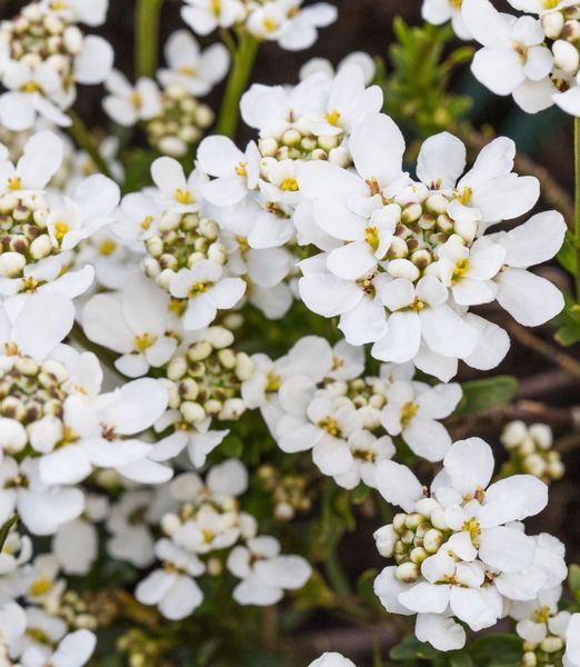 Iberis sempervirens 'Fischbeck'